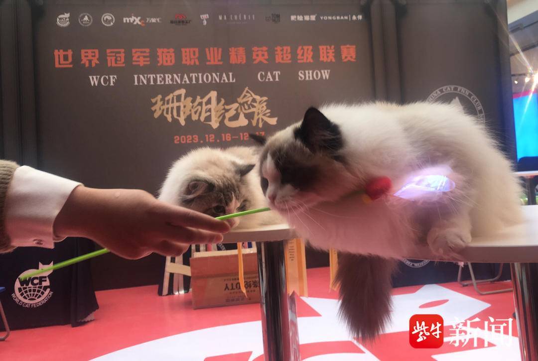 【九球体育】视频|WCF世界冠军猫职业精英超级联赛来到扬州